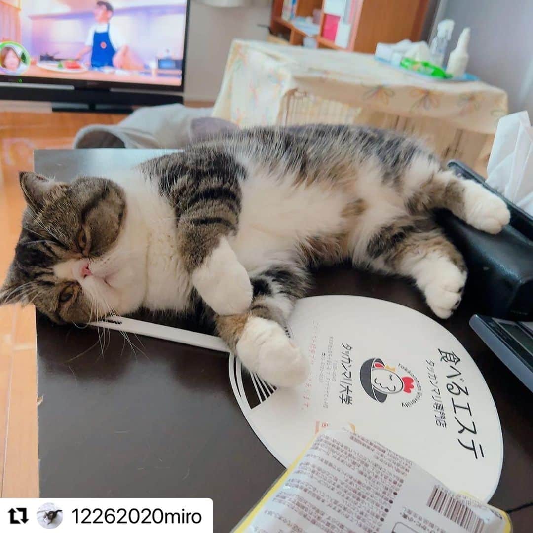 【公式】いぬのきもち・ねこのきもちのインスタグラム：「#Repost @12262020miro さんのみぃくん。  お仕事見てたら、 眠くなっちゃったカンジ❓  それとも、 もふもふ欲を刺激する作戦❓❓  😁  きっと勝つね❤️❤️❤️  ハッシュタグ #いぬのきもち #ねこのきもち に投稿いただいた可愛い写真をご紹介しています！ 「いぬのきもちWEB　MAGAZINE」、「ねこのきもちWEB MAGAZINE」でもご紹介させていただくことも！  -------------------  .  #ねこ #猫  #ねこすたぐらむ #ねこのきもち #ねこ好き #ねこと暮らす #ねこ好きさんと繋がりたい #猫好きな人と繋がりたい #猫がいる生活 #猫と暮らす#猫好き #cat #catstagram #catsofinstagram #cats_of_instagram  #エキゾチック #エキゾチックショートヘア」