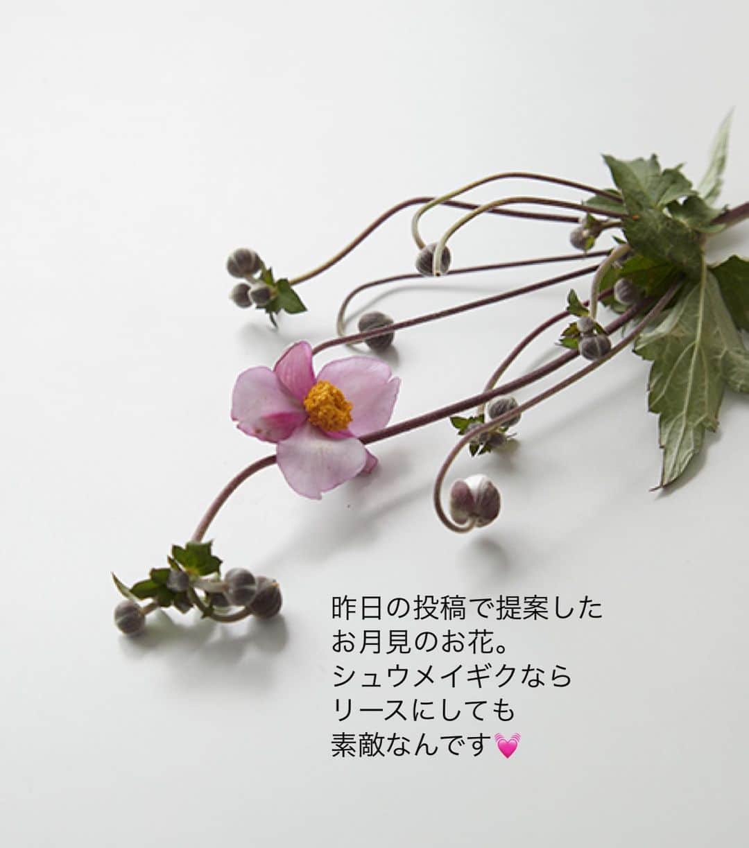 雑誌『花時間』さんのインスタグラム写真 - (雑誌『花時間』Instagram)「昨日の投稿は、ご覧いただけましたか？  花時間　@hanajikan_magazine  です。  お月見の日に飾りたい花。シュウメイギクとススキって、素敵なカップルなんです。  ススキに、かわいらしさを添えてくれるシュウメイギク。  花瓶にいける場合でも、こんなふうにリース仕立てにする場合でも、互いの高さを変えることで、どっちも引き立ちますね🌾🌸  このリースでは、吸水性スポンジを蔓ベースに取り付けてお花を挿していますが、もっと手軽な方法もあります。  そう、ひもやワイヤーで小瓶を取り付けること✌️  小瓶だとお花を下に向けて挿すことはできないけど、出来栄えはソンショクなし💯  今年は、お月見リース🌕にしてみますか？  リース　@橋立和幸 写真　@中野博安  【花時間ニュース】 💜『花時間マルシェ』発、花の定期便が大好評🥰　世界でここだけのバラと旬花が届く嬉しいサービスです💕  💜『花時間』の2024年カレンダー、大好評発売中！  💜『花時間2023秋』〈花屋さんへ行こう〉大好評発売中！  💜『花と短歌でめぐる 二十四節気 花のこよみ』大好評発売中  #花時間  #フラワーアレンジ #シュウメイギク #ススキ #japaneseanemone  #お月見の花 #お月見 #十五夜 #リースが好き  #リースのある暮らし  #秋の花 #花が好き #花が好きな人と繋がりたい  #花を飾る  #花を飾る生活 #花屋さんへ行こう」9月21日 19時12分 - hanajikan_magazine