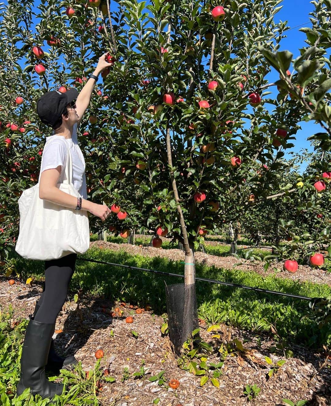 ジェイミー・アレクサンダーさんのインスタグラム写真 - (ジェイミー・アレクサンダーInstagram)「Went apple picking today for the first time EVER 🍎 😜 #fall #fishkillfarms」9月22日 5時23分 - jaimiealexander