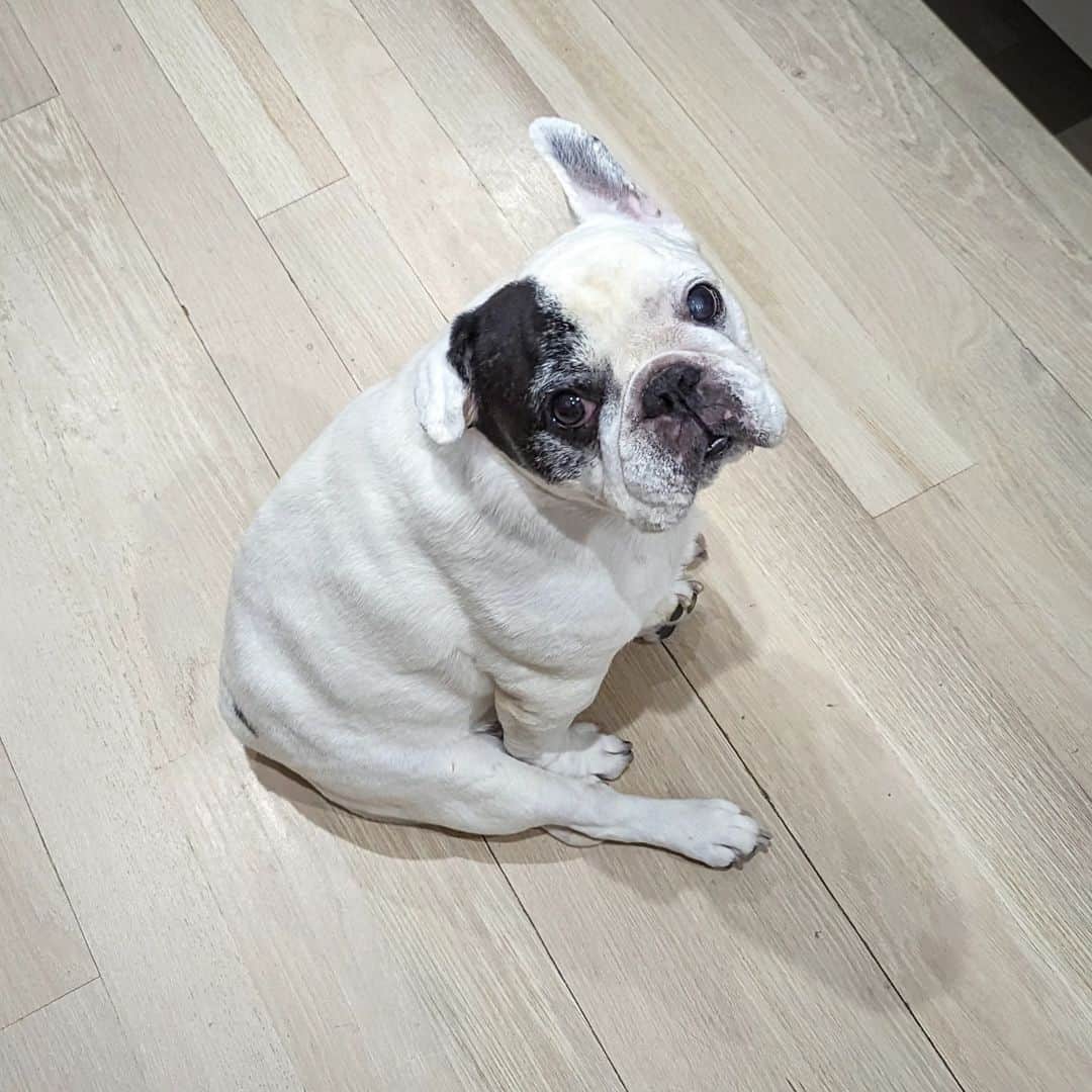 Manny The Frenchieのインスタグラム：「Always thinking about this face❤️ *Some people have been asking what happened to Manny, so I thought I'd share. Manny actually passed on June 21st. As you guys know, he had a permanent tracheostomy that helped him breathe, it literally saved his life. He was just shy of a year from his surgery and doing so well, until he wasn't. At the beginning of June he started having trouble breathing, especially when being held. (Which was difficult because he needed to be carried up/down the stairs, on/off the bed, etc.) One afternoon he passed out at home while waking from a nap and wasn't breathing. He needed CPR to revive him. Things just didn't get better from that day on. We love him so, so much and we couldn't let him suffer. It was the single hardest decision ever but he deserved a dignified exit from this world. Our whole family misses him terribly and we talk about him every single day. #Mannyforever #RememberingManny」
