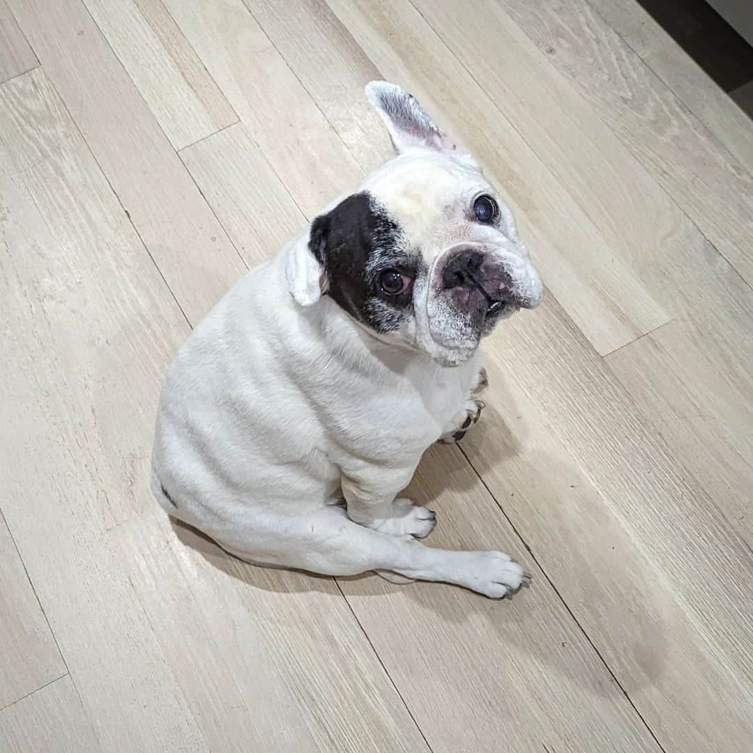 Manny The Frenchieのインスタグラム