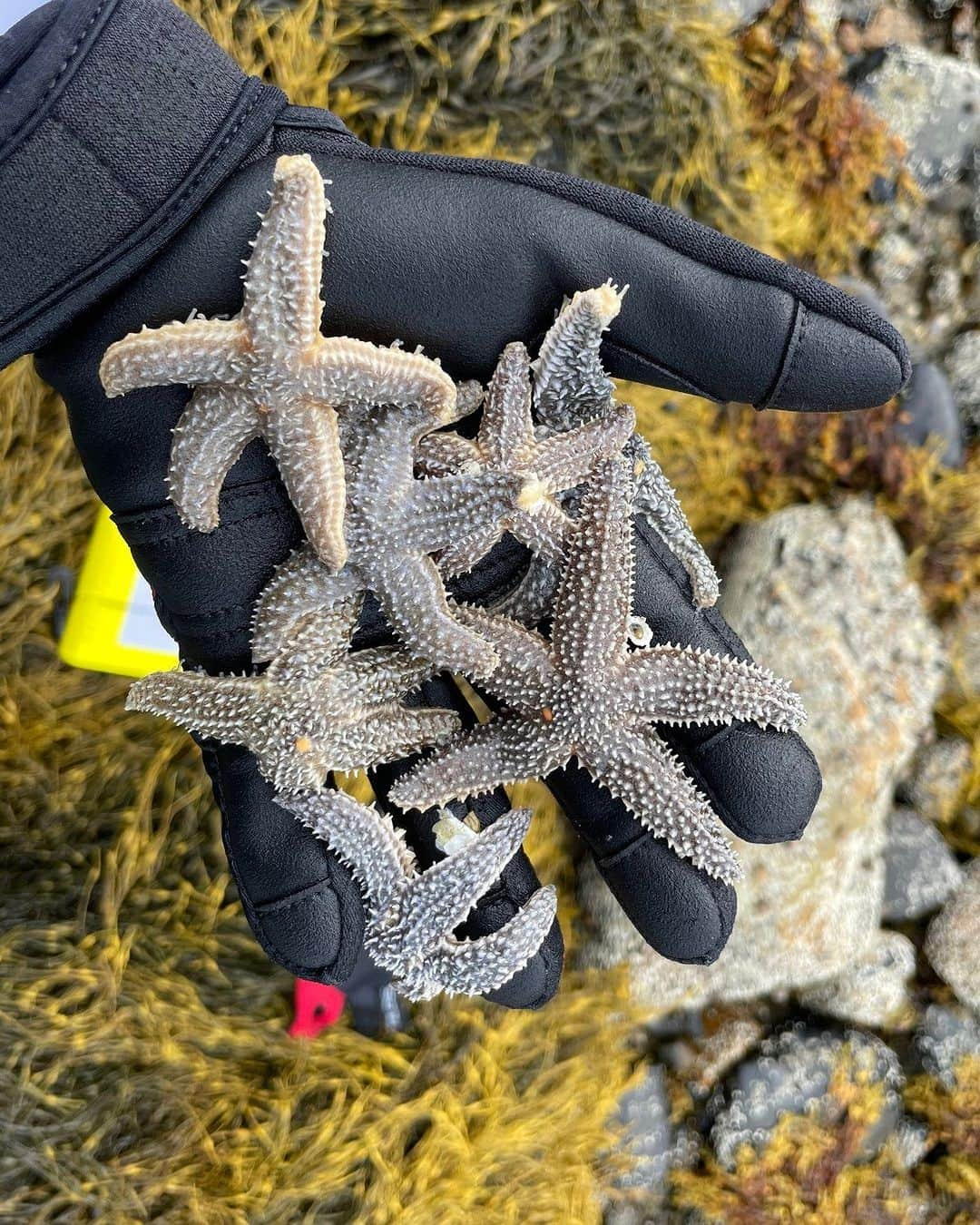 アメリカ自然史博物館のインスタグラム：「New research! A recent study led by Museum scientist Melina Giakoumis confirms that two species of sea stars, the common sea star (Asterias rubens) and the Forbes’ sea star (Asterias forbesi), are crossbreeding in the wild. Hybridizing occurs where their ranges overlap, with the Gulf of Maine—a region that’s warming faster than 99 percent of the global ocean—in the center. Sea stars are a keystone species and they play a crucial role in maintaining the health and stability of their ecosystem. Studying keystone species like these can help scientists better assess the impacts of climate change in the North Atlantic.  Photo: © Eliot Dudik  Read more about this study with the link in our bio!  #biodiversity #science #marinebiology #animalfacts #didyouknow」