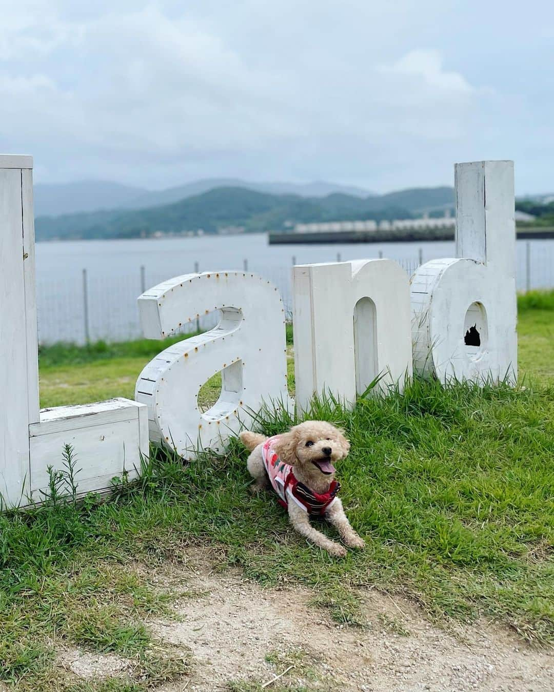 瀬口かなさんのインスタグラム写真 - (瀬口かなInstagram)「誕生日はアイランド長崎行ってきました！ ⁡ 犬の写真ばかりな最近の私のインスタ😂 ⁡ ここは犬と泊まれてお部屋のテラスを出ると目の前がドッグラン🐶そして海！🏝️ ⁡ 部屋食もできて、温泉も敷地内にいくつかあって快適に過ごせました☺️💓 ⁡ ⁡ 部屋には犬用のバスローブまで😂✨ 可愛すぎるーーーーー！！！笑 ⁡ 夜から朝にかけて雨が降っちゃったので、あまりドッグランで遊んであげれなかったからまたいつか行きたいな〜。(もはや自分の誕生日ではない🤣) ⁡  #アイランド長崎 #ilandnagasaki #伊王島 #長崎観光 #長崎旅行 #犬との暮らし #犬と泊まれる宿 #犬と泊まれるホテル #トイプードル #toypoodle #멍스타그램」9月21日 21時01分 - seguchikana