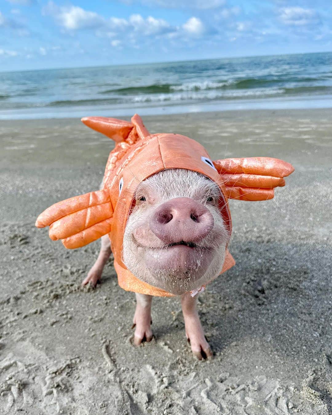 Priscilla and Poppletonのインスタグラム：「There might be a lot of fish in the sea,  but there’s only one Penn Fish.🐷🐠 #PiggyPenn #PennFish #FriendsNotFood #PrissyandPop」