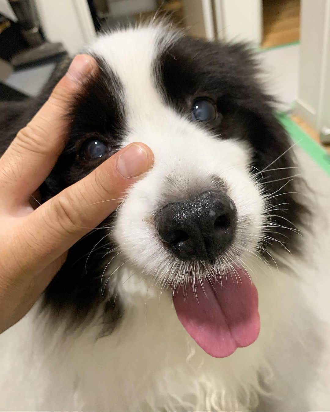 犬バカ部宣伝部長のインスタグラム：「そらちゃんギャルピース✌️って 言おうと思ったら… こんな太い指のギャルおらんわ！って自分で思った🥺 ⁡ #犬バカ部 #bordercollie #ボーダーコリー #dog #犬 #白黒 #そら #ふにゃボダ部 #ボダ娘」
