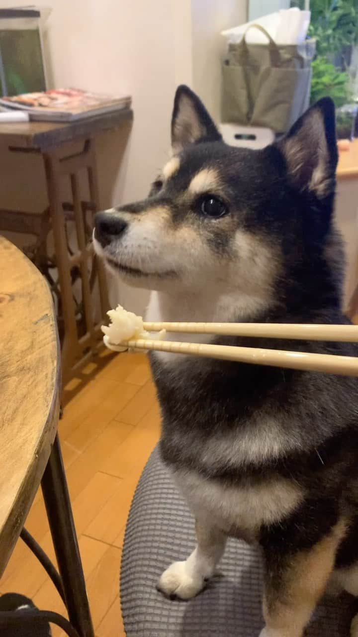 吾子のインスタグラム：「・ ・ wait! challenge🐶… ・ 視界に入らないようにするのがコツ🐶🩷食べたくなっちゃうから ・ Try not to look while waiting for your favorite food.🐶 ・ ・ ・ ・ #あこわん好物🐶🩷 #鳥軟骨 #sapporo  ・ 北海道の柴犬 #柴北会 の皆ワン🐶涼しくなってきたね〜🐶✨ ・ #adorable #instadog#shibainu#dog#柴犬ライフ #instashiba#柴犬マニア #9gag #barked #kuroshiba#socute #cutedog#いぬのきもち #黒柴 #dogstagram_japan」