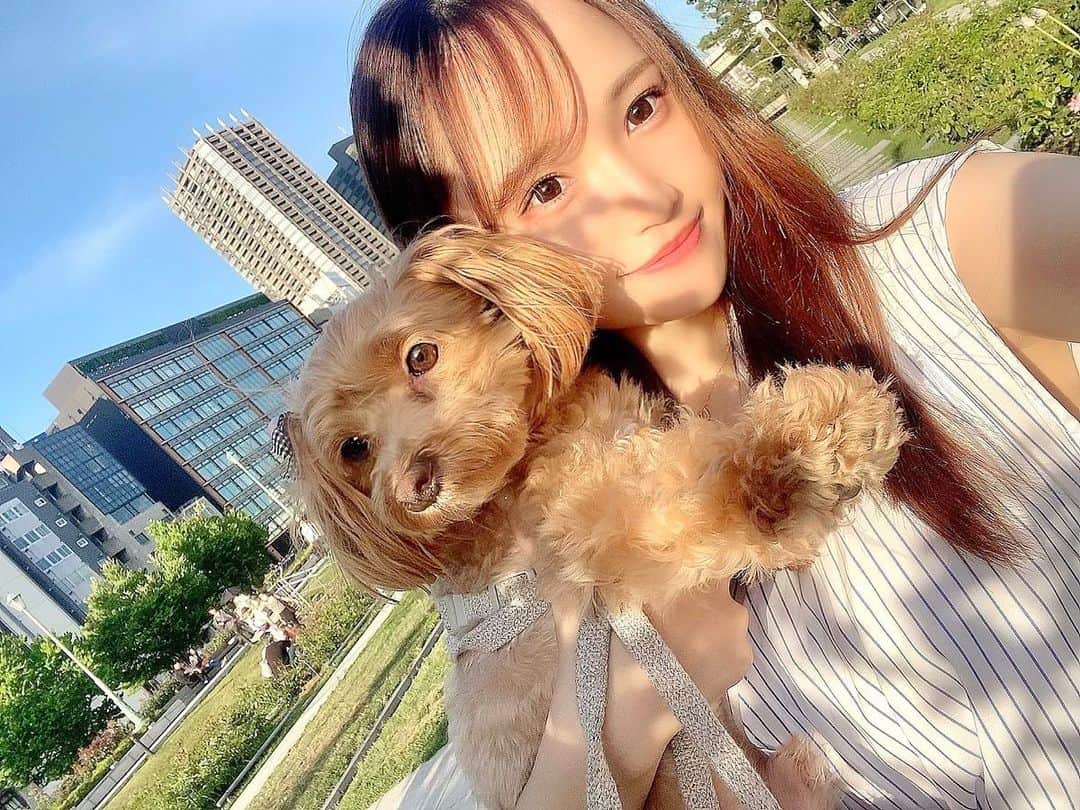 ぷーちゃんのインスタグラム：「🐶🍯  昔からぷぷはカメラ目線あんまりしてくれへん😂  #ぷぷ#ぷーけん」