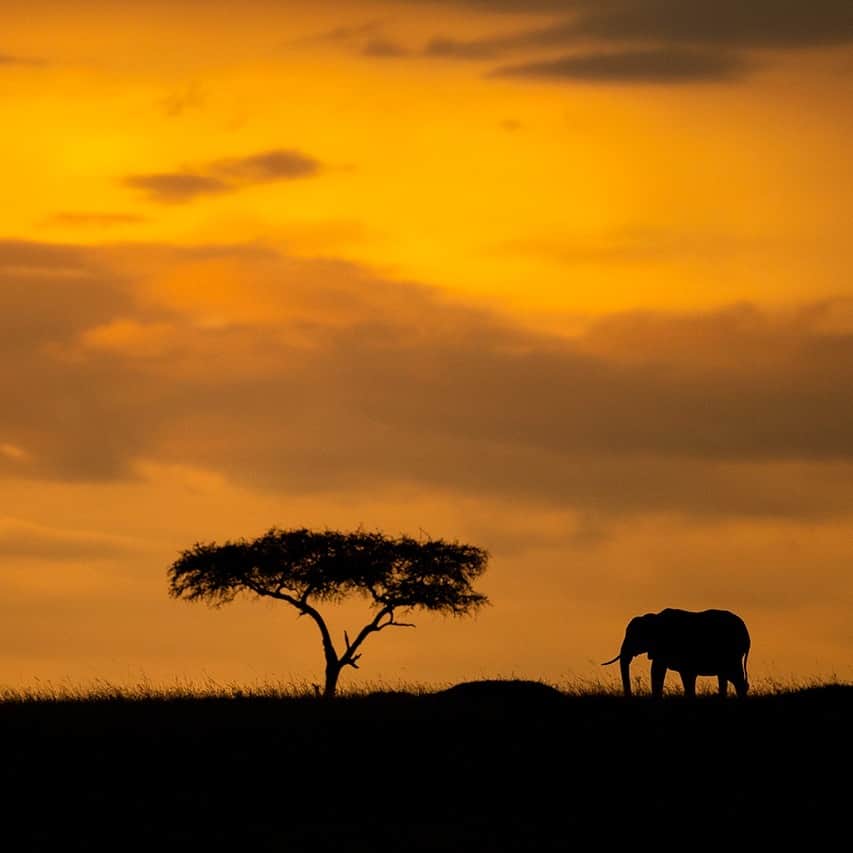 アニマルプラネットさんのインスタグラム写真 - (アニマルプラネットInstagram)「Wild beauty 💛  An #elephant enjoys a sunset stroll in Kenya's Masai Mara National Reserve.  📷: @neeraj.bantia   #animals #nature」9月21日 22時00分 - animalplanet