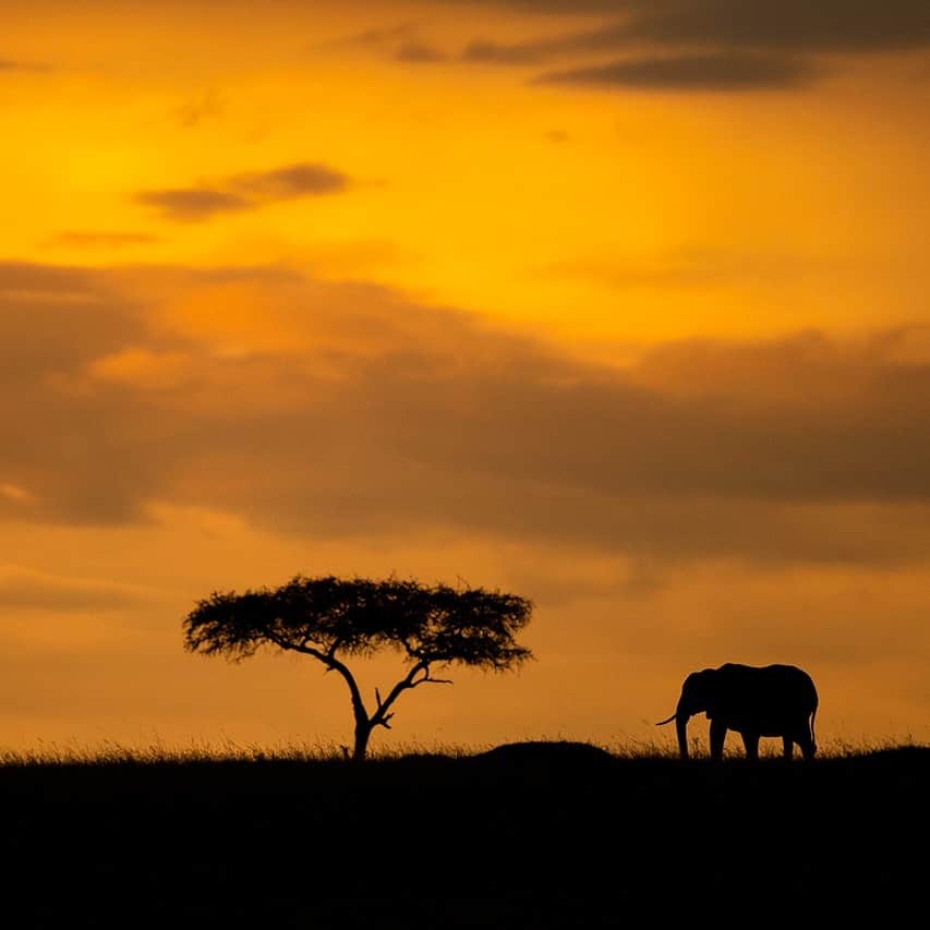 アニマルプラネットのインスタグラム：「Wild beauty 💛  An #elephant enjoys a sunset stroll in Kenya's Masai Mara National Reserve.  📷: @neeraj.bantia   #animals #nature」