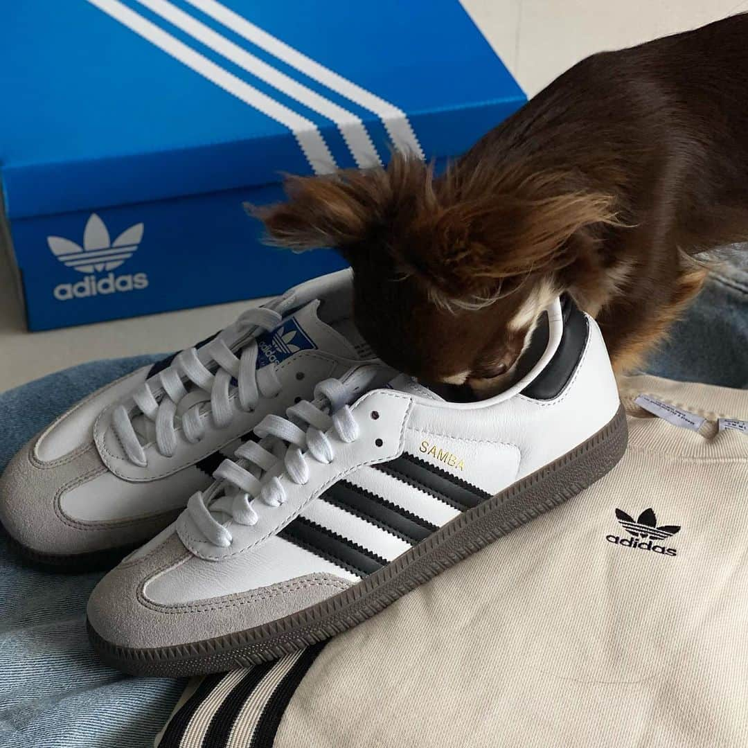 S E I K Oさんのインスタグラム写真 - (S E I K OInstagram)「.  new in 👟  adidas SAMBA と かわいすぎる２ぴき🐶💞　  ________________________   #adidas#アディダス#adidasshoes #adidassamba  #スニーカー#スニーカー女子　 #アラフォーコーデ#カジュアル#カジュアルコーデ#カジュアルファッション#サンバ#アディダスコーデ」9月21日 22時13分 - seco_days