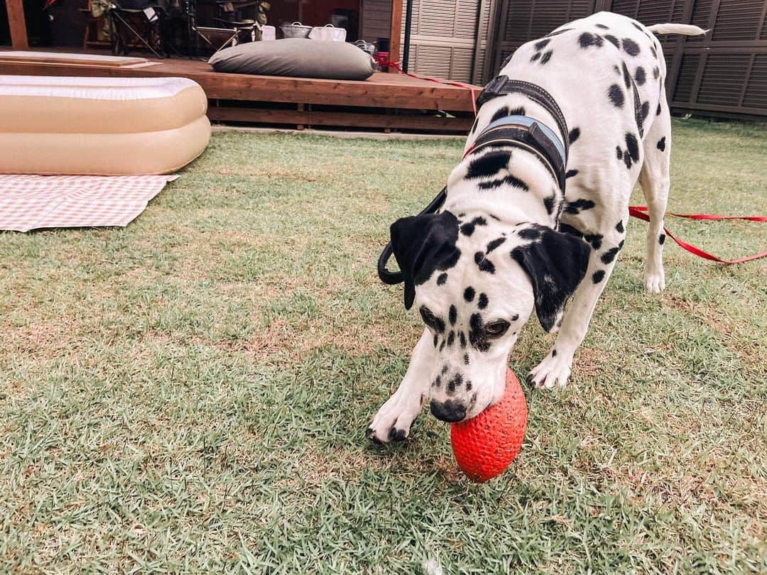 浅場佳苗さんのインスタグラム写真 - (浅場佳苗Instagram)「行楽の秋！🐶🍁 山梨県は少しづつ葉も黄色くなってきていて、 とっても涼しかったです☁️🫧  💌 自分の備忘録用にと、 人見知り&犬見知りさんなわんちゃんを、 家族に持つ飼い主さんにも、 参考にしてもらえたら.. ！なまとめ✍️ #ドッグヴィラ富士河口湖   ・寝室/リビング的な棟とごはんを食べる棟が分かれているので、スタッフさんがごはん準備をして下さる時にわんちゃんは寝室/リビング側で待てる🐶  ・夕食のあとすぐに朝食も持ってきてくれるので、お部屋というか敷地に入ってからスタッフさんと対面する可能性があるタイミングはその時だけ◎  ・お隣さんとの仕切りはちょっと注意！ 泊まったのは2のお部屋なんだけど、お隣さんとの仕切りはよくあるあみあみの感じのやつ。 人ともわんちゃんともしっかり目と目が合っちゃいます👀 プールの付き1のお部屋だけはどのお部屋にも面してなかったから、絶対見えない方がいい方はそこを予約するのがいいかも◎  ・お部屋というか敷地の入口も特に中が見えないようになっているわけではなくて、低めのゲートがあるだけなのと、基本各お部屋に行く道は1本道なので、チェックイン・チェックアウトの時は特に他のご家族が目の前を通ったり、すれ違う可能性がしっかりある🌿 (プール付き1のお部屋は独立してるし一番手前だし気にならなそう！)  ・お隣さんの話し声とかはそんなに聞こえない！  ・お庭広い！多頭飼いのご家族にも最高！ 頭数・サイズ制限もなしでした🐩🐕🐕‍🦺🐕(2023年9月時点) #きょうのドット #元保護犬 #犬と泊まれる宿 #ダルメシアン #大型犬 #犬との暮らし #tokyo #japan #dancemusic #dancepop #edm #singer #songwriter #シンガーソングライター #フレキシタリアン #動物愛護 #サスティナブル #エコ #地球にやさしいミュージシャン #愛犬家 #浅場佳苗 #kanaeasaba」9月21日 22時27分 - kanae_asaba
