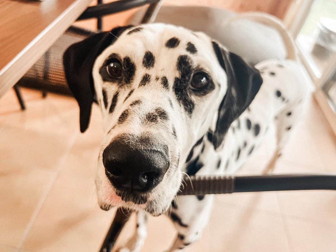 浅場佳苗さんのインスタグラム写真 - (浅場佳苗Instagram)「行楽の秋！🐶🍁 山梨県は少しづつ葉も黄色くなってきていて、 とっても涼しかったです☁️🫧  💌 自分の備忘録用にと、 人見知り&犬見知りさんなわんちゃんを、 家族に持つ飼い主さんにも、 参考にしてもらえたら.. ！なまとめ✍️ #ドッグヴィラ富士河口湖   ・寝室/リビング的な棟とごはんを食べる棟が分かれているので、スタッフさんがごはん準備をして下さる時にわんちゃんは寝室/リビング側で待てる🐶  ・夕食のあとすぐに朝食も持ってきてくれるので、お部屋というか敷地に入ってからスタッフさんと対面する可能性があるタイミングはその時だけ◎  ・お隣さんとの仕切りはちょっと注意！ 泊まったのは2のお部屋なんだけど、お隣さんとの仕切りはよくあるあみあみの感じのやつ。 人ともわんちゃんともしっかり目と目が合っちゃいます👀 プールの付き1のお部屋だけはどのお部屋にも面してなかったから、絶対見えない方がいい方はそこを予約するのがいいかも◎  ・お部屋というか敷地の入口も特に中が見えないようになっているわけではなくて、低めのゲートがあるだけなのと、基本各お部屋に行く道は1本道なので、チェックイン・チェックアウトの時は特に他のご家族が目の前を通ったり、すれ違う可能性がしっかりある🌿 (プール付き1のお部屋は独立してるし一番手前だし気にならなそう！)  ・お隣さんの話し声とかはそんなに聞こえない！  ・お庭広い！多頭飼いのご家族にも最高！ 頭数・サイズ制限もなしでした🐩🐕🐕‍🦺🐕(2023年9月時点) #きょうのドット #元保護犬 #犬と泊まれる宿 #ダルメシアン #大型犬 #犬との暮らし #tokyo #japan #dancemusic #dancepop #edm #singer #songwriter #シンガーソングライター #フレキシタリアン #動物愛護 #サスティナブル #エコ #地球にやさしいミュージシャン #愛犬家 #浅場佳苗 #kanaeasaba」9月21日 22時27分 - kanae_asaba