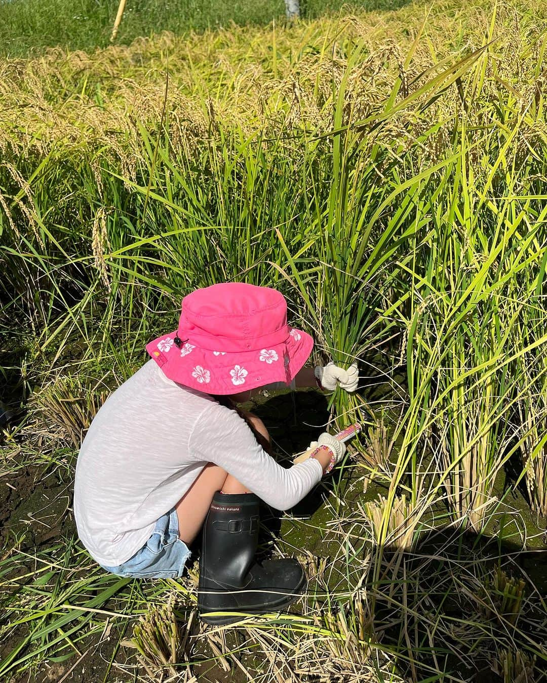 東尾理子のインスタグラム：「稲刈り🌾 （春に自分で植えたお米を収穫❗️） 栗拾い🌰 （しゃがんで拾おうとした私のお尻にトゲが刺さって痛かった💦） ぶどう狩り🍇  秋を感じた、とある日でした🍂  #稲刈り #栗拾い #ぶどう狩り #子育て #秋」