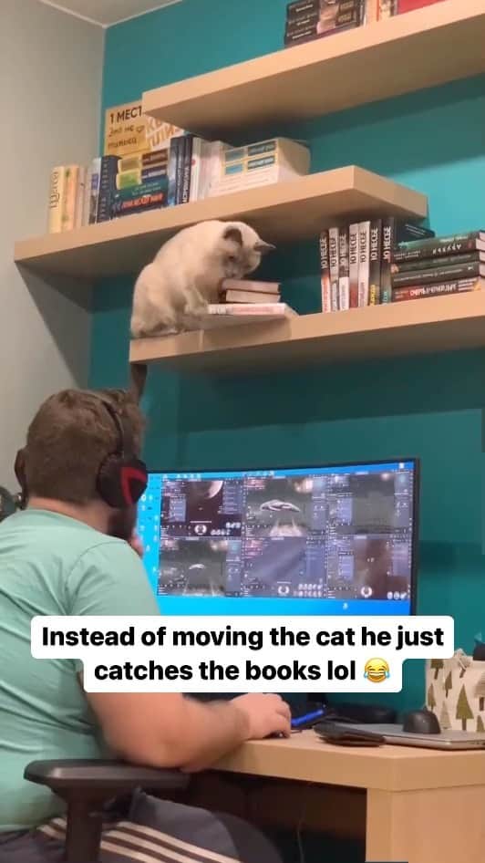 Cute Pets Dogs Catsのインスタグラム