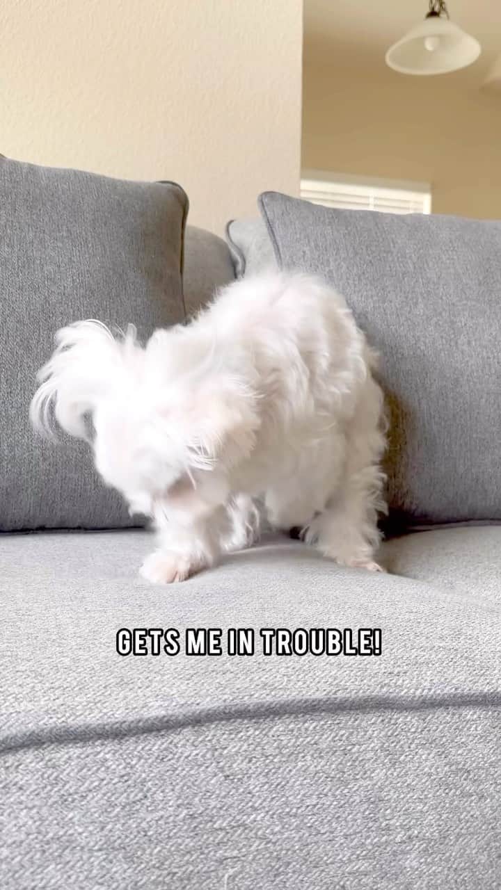 hi.arodのインスタグラム：「No one is perfect ☝️😏 #maltese #nooneisperfect #noonecanstopme #cutedog #doglover #doggo #doglove #lifeistough #thisislife #doglife #dogvideo #dogoftheday #dogofinstagram #activelife #activedog」