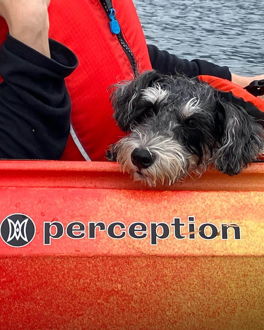 橋本聖子さんのインスタグラム写真 - (橋本聖子Instagram)「犬と一緒に #カヤック体験 🚣‍♀️❤️  ずっとやってみたかった犬とのアクティビティ。はじめは不安そうにしていましたが、水の中に入れてみたら最後の写真の顔になりました🐶  やっぱり私にとって河口湖は癒しのスポットで大好きな場所⛰自然を満喫できた #カヤックツアー で大満足です💯  うまく漕げなくてもツアーのお姉さんが綱でひいてくれてとても助かりました😮‍💨（お姉さん本当にありがとう🙏）  PR @naturabasekawaguchiko #河口湖旅行 #河口湖カヤック #カヤックドッグ #NaturaBase」9月21日 22時57分 - _seikohashimoto