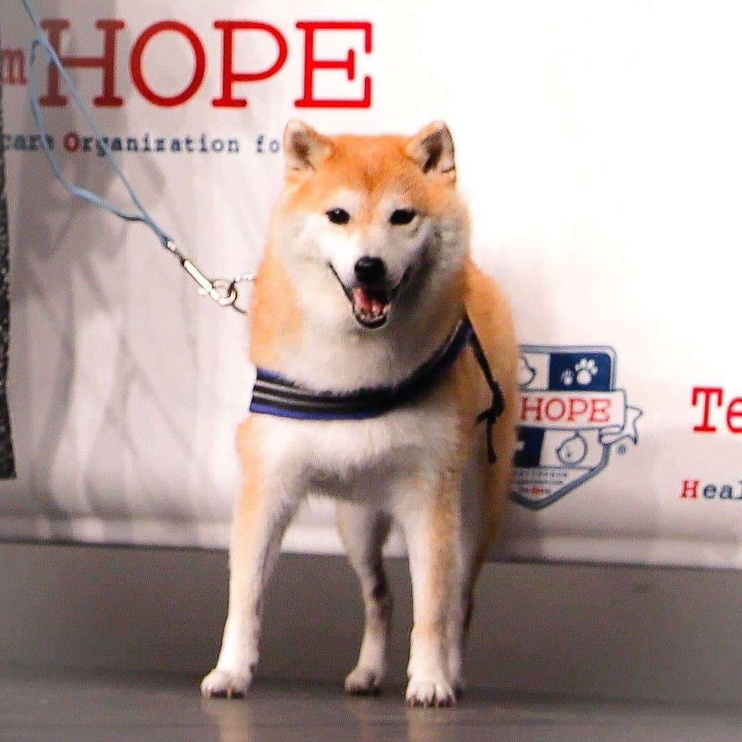 だいふくさんのインスタグラム写真 - (だいふくInstagram)「Team HOPE 設立10周年のお祝いにおじゃましてきたよ〜🐶🏆 ペットの健康診断の普及に努める、Team HOPEとだいふくはちょうど同じ10歳なんだ😊　毎年Team HOPEの健康診断を受けてきたということで、『健康診断代表犬』として表彰してもらったんだよ〜✌️ ぬわんと❗️ ペットの健康診断受診率は60%まで向上したんだって⤴️⤴️ 　だいふくももちろん今年も診断を受けるよ😉　 　そうそう、ポケモンのイラストでお馴染みの絵本作家のえちがわのりゆきさんに描いてもらっただいふく一家の似顔絵もあるからぜひスワイプして、要　check it out you‼️ だよー。 　#teamhope #teamhope健康診断　 　#犬の健康診断　#猫の健康診断  　#えちがわのりゆき」9月21日 22時59分 - daifuku_channel