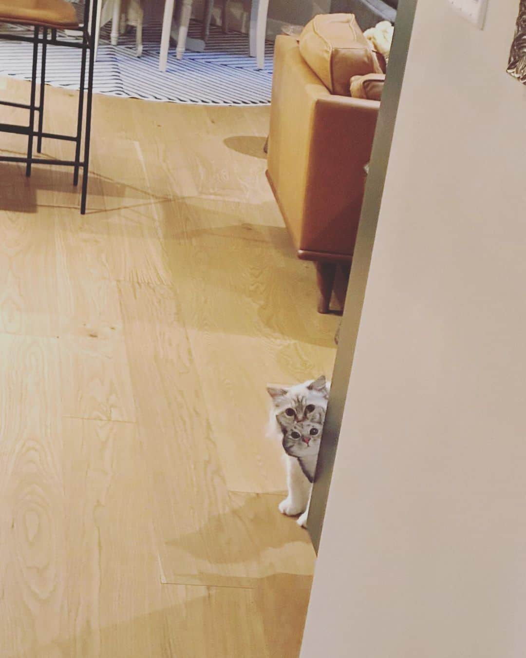 のインスタグラム：「I think about this a lot  When we taped a paper cat to the wall to scare her but she ended up becoming best friends with it.」