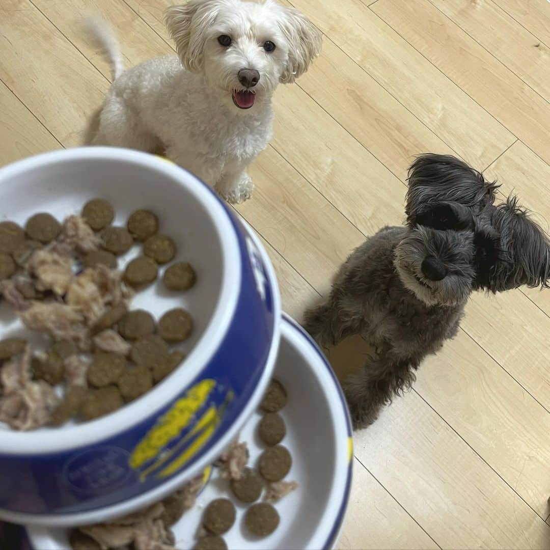 りこぴのインスタグラム：「#鶏ガラ #犬用ごはん #猫用ごはん #栄養総合食 #肉食 #福島県 #福島犬 #健康第一 #長生きしてね #🐶❤️🐾」