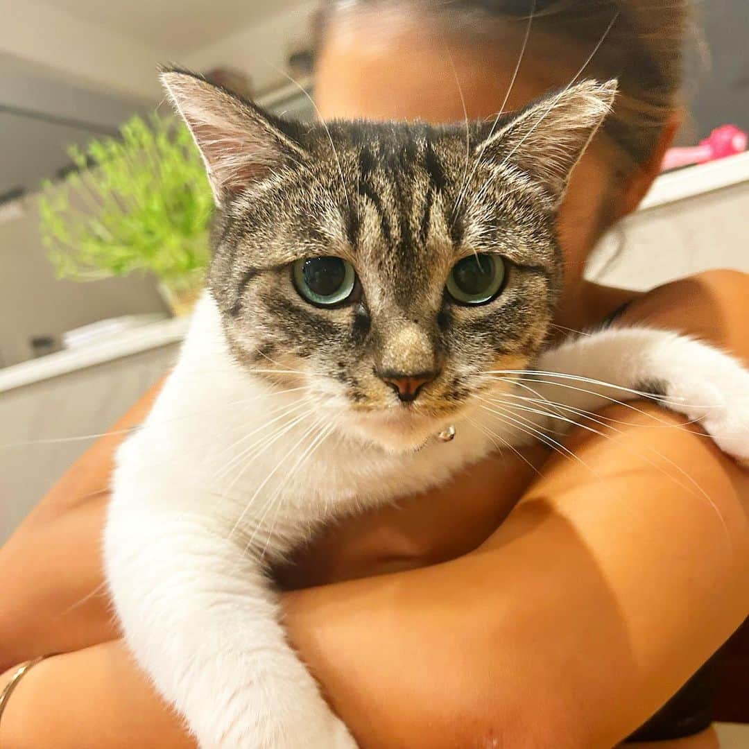 なーみのインスタグラム：「🧒🏾エメたんしゅきしゅきー！ 🐱た、たすけてにゃ…  #だっこはきらい  #猫のいる暮らし #猫」