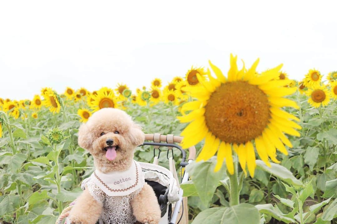 yun.ゆんのインスタグラム：「cotton.💭 今年のひまわりの思い出 🌻✨ . .  見渡す限り 目に入りきらないくらいの ひまわり〜🌻✨ こんな景色は初めてでした。💖  コットンもにこにこで楽しかった今年の夏の思い出。 💭  最後はもふもふが入りきってない、いただいた帽子👒。 うん、似合ってる。🥰😂 . . . . 👒✨ @yuzukousagi  . . ネームスタイ　🐶✨ @ropet_official   ♪ ♪ ♪  #ひまわり #柳川ひまわり園  #ふわもこ部#多頭飼い#犬とうさぎ#うさぎと犬 #犬#dog#いぬすたぐらむ#dog#poochon #bishonfrise #犬のいる暮らし#いぬのきもち#エアバギー#airbuggy #犬バカ部」