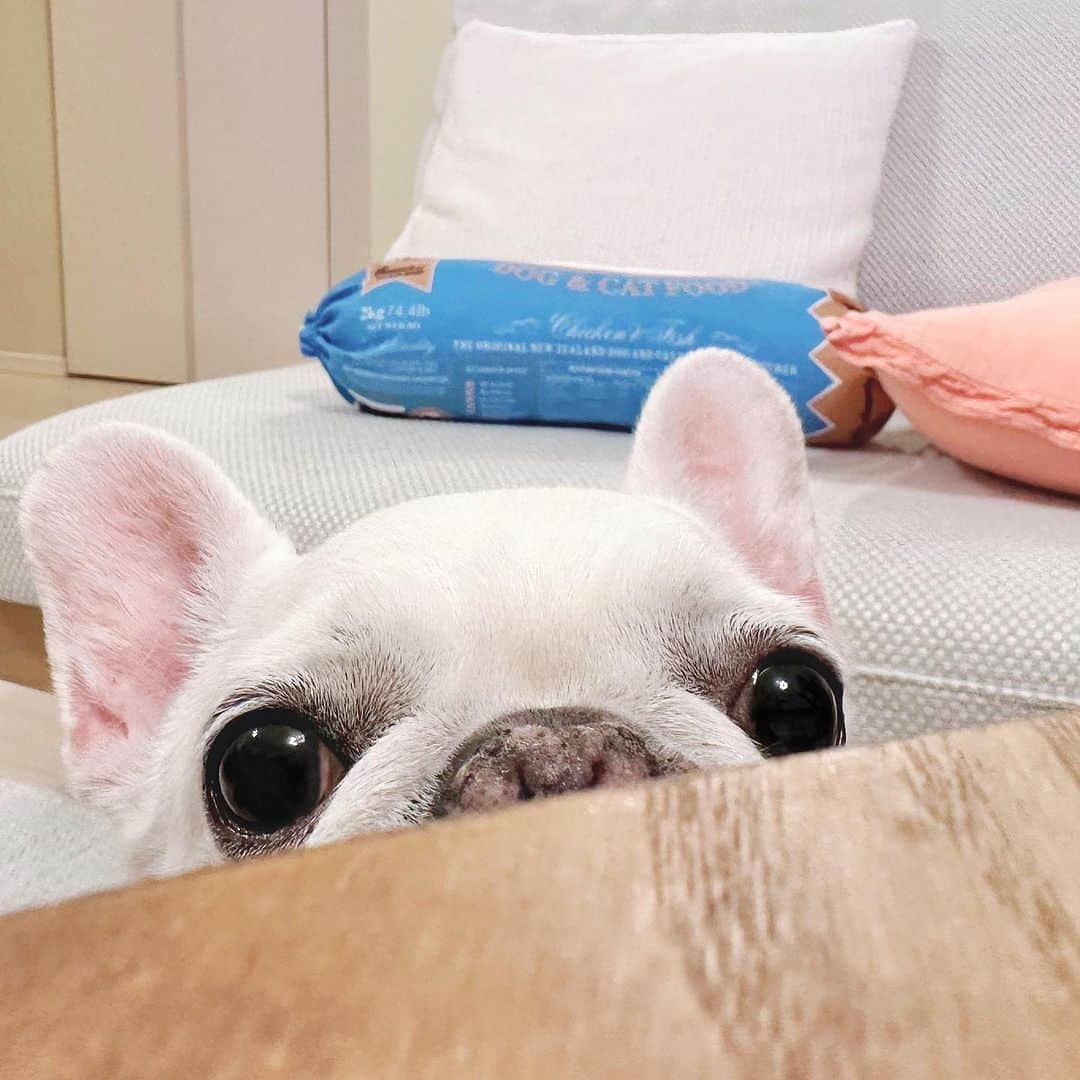Udon うどんのインスタグラム：「おれにもアイスくれぃの24時🍨 #犬はアイスが大好きだ」