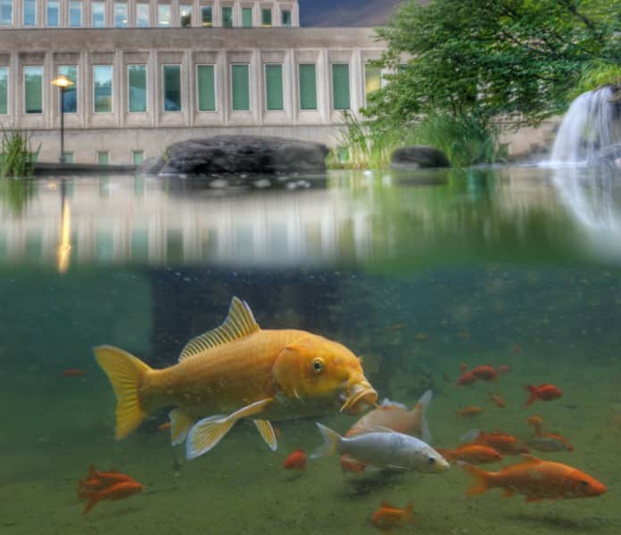 CIAのインスタグラム：「This koi fish lives in CIA's #Memorial Pond, a tranquil and reflective place for Agency employees to visit.   The Memorial Garden, one of several memorials on the #CIA compound, honors those who have died in service to their country: Agency officers, OSS members, and contractors. The words, “In remembrance of those whose unheralded efforts served a grateful nation,” are cast in a brass plaque set in fieldstone to ensure the living will not forget the fallen.  #LookAtLangley #PhotoOps」