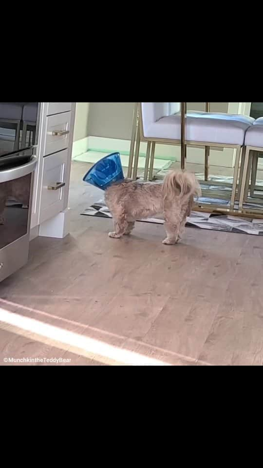 Original Teddy Bear Dogのインスタグラム：「#tbt that time I had a cone of shame and my head couldn't reach my food 🍲 grrrrrrrr」