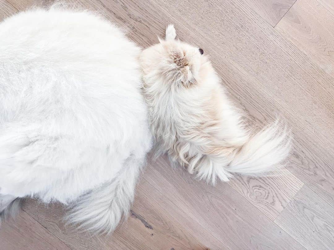 Buddy Boo Blueさんのインスタグラム写真 - (Buddy Boo BlueInstagram)「Bean warming up with the best butt in the house this morning.」9月22日 1時04分 - buddyboowaggytails