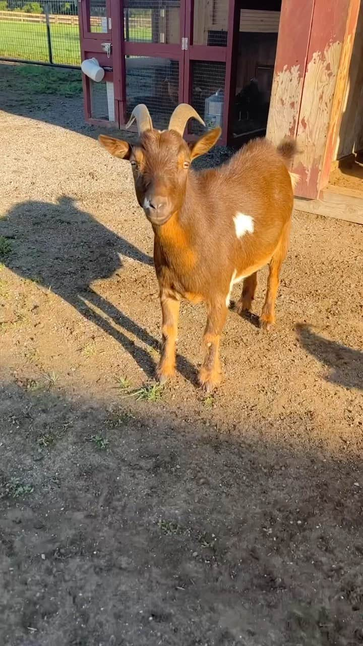 ケヴィン・ベーコンのインスタグラム：「No actual goats were harmed in making this video」