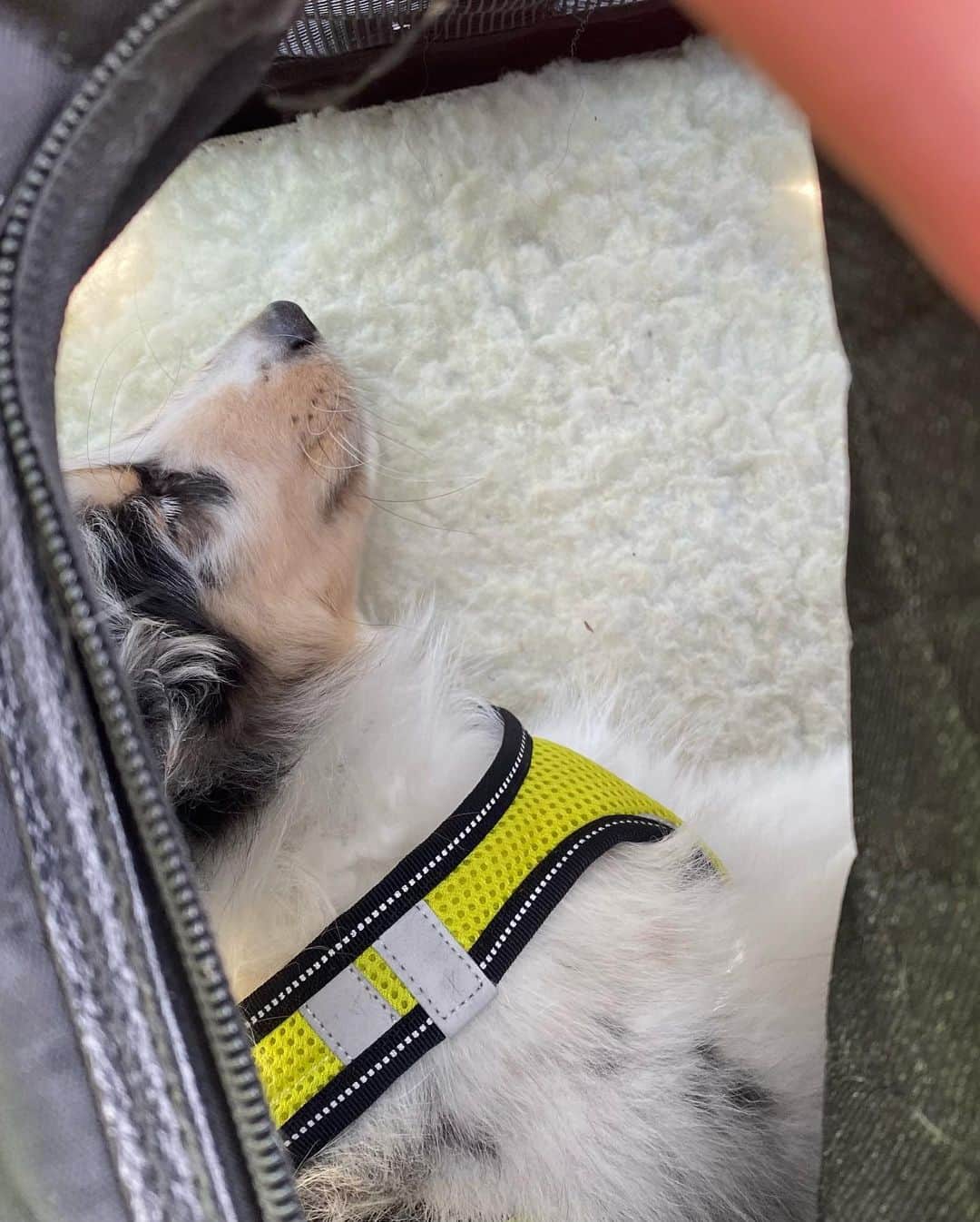 ナターシャ・ピュリッチさんのインスタグラム写真 - (ナターシャ・ピュリッチInstagram)「Throwback to baby Toshi 😍  #sheltiesofinstagram #shetlandsheepdog」9月22日 2時20分 - tashapurich