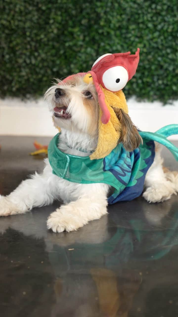 Disneyのインスタグラム：「Ready for howl-oween! 🐾」