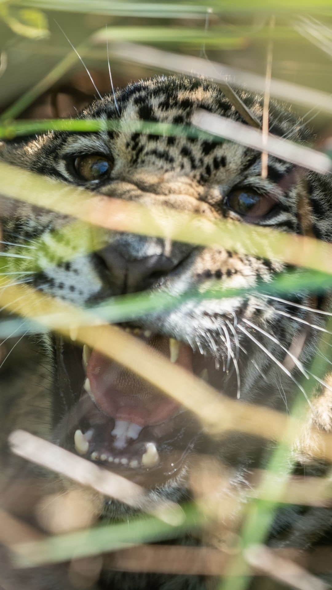 レオナルド・ディカプリオのインスタグラム：「More Jaguars spotted in Argentina’s Iberá Park. @rewild partner - @rewilding_argentina has confirmed the sighting of a new Jaguar cub with the help of remote cameras. This brings the park’s Jaguar population up to at least 17 individuals.  In just over two years, Corrientes province went from having no Jaguars to becoming the region in the Argentine Gran Chaco with the largest Jaguar population. With the help of Rewilding Argentina, an offspring of @tompkins_conservation, this species is beginning to thrive again.  The return of Jaguars as a top predator is key to restoring ecological interactions for a healthy ecosystem, making the #Iberá ecosystem more complete and functional.  Video by @sebanavajas_ph   @parquesnacionalesar @gobiernocorrientes @parqueiberacorrientes   #Rewilding #Jaguar #Yaguareté #Jaguars #Iberá #Corrientes」