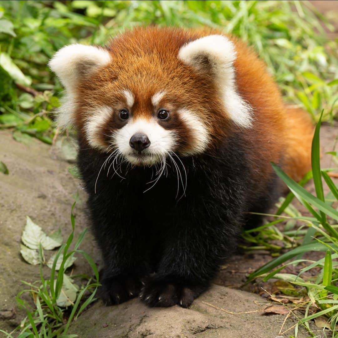 San Diego Zooのインスタグラム：「Hi Pavitra 👋  📸: Deanna Hayes  #RedPanda #Cub #LittleRed #SanDiegoZoo」