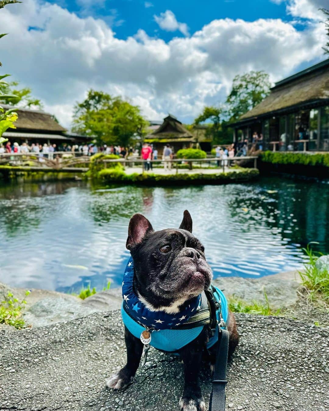 Turbo_dad フレブルのターボさんのインスタグラム写真 - (Turbo_dad フレブルのターボInstagram)「忍野八海来てみたよ  #frenchbulldog #frenchie #frebull #frenchiesofinstagram #frenchiegram #frenchie1 #frenchbulldoglife #フレンチブルドッグ #フレブル #buhi #ブヒ #フレブルのいる生活 #フレブルのいる暮らし #忍野八海 #世界遺産」9月22日 14時37分 - turbo_dad