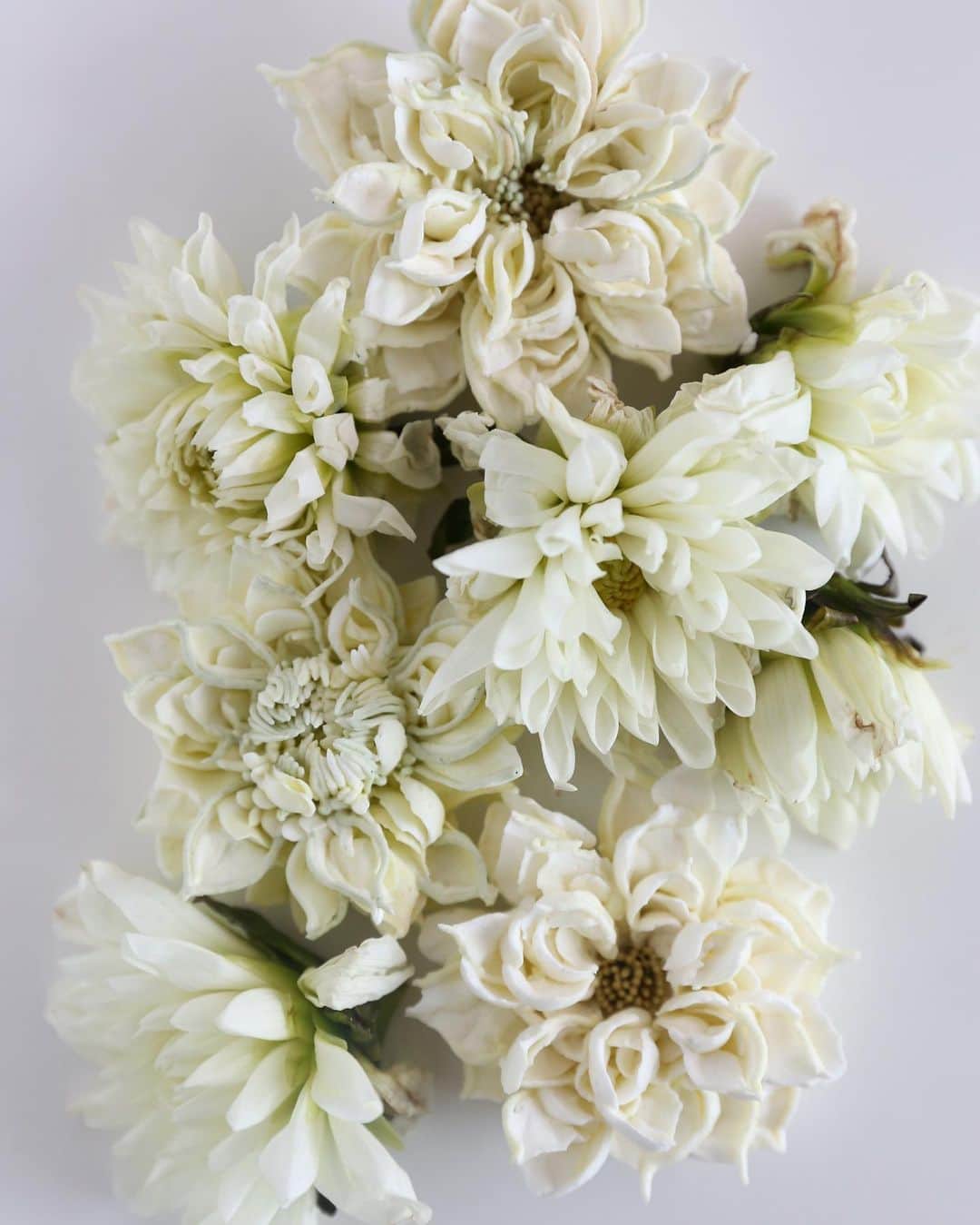 청담 수케이크 (atelier soo)のインスタグラム：「ㅡ 🤍 🤍 Dahlia   #Dahlia #buttercream」