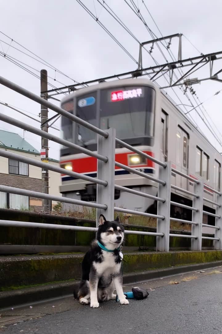 のインスタグラム：「G☺︎☺︎d m☺︎rning 🚃  #朝んぽ #雨んぽ #東急目黒線 #奥沢犬 #自由が丘犬 #jiyugaokadoglife #kuroshiba #blackshiba #shibainu #shibastagram #instadog #dogstagram #電車と柴犬 #柴犬と電車 #電車とわんこ #柴犬 #黒柴 #黑柴 #シニア犬 #シニア犬16歳 #癒し犬 #いぬら部 #ふわもこ部 #ふわもこ部ワンコ #ふわもこ部わんこ #わんこのいる暮らし #わんこのいる生活 #わんこと一緒 #わんダ動 #わんだふるjapan」