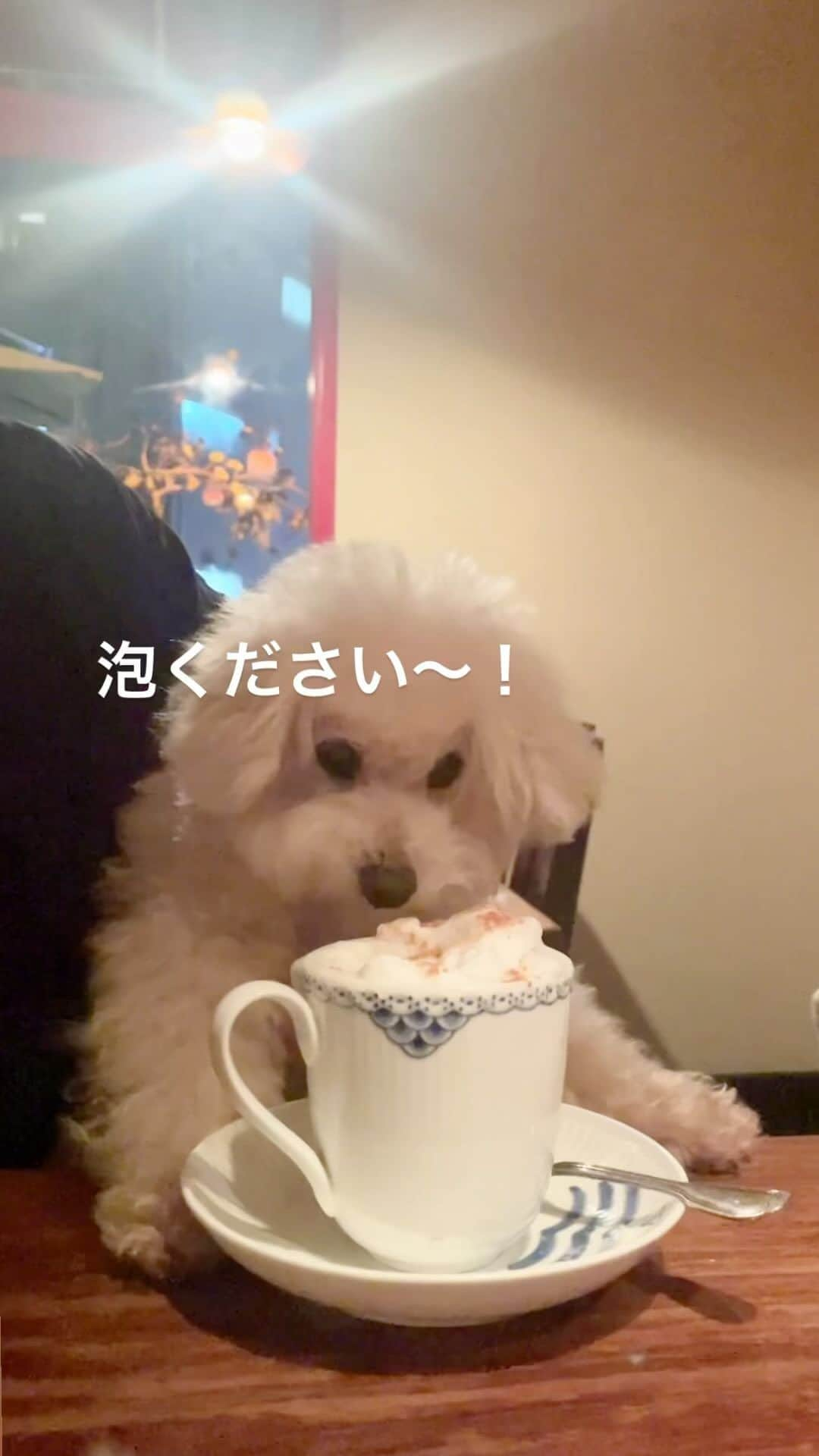 Maruのインスタグラム：「☕️ まるはフォームミルクが大好物🥛です。 マミィはカプチーノ派だから、 シナモンを避けてお裾分けをもらいます。  この夜は、ワン友ママ4人会。 「チナモンダメ🙅‍♀️」と、赤ちゃん言葉炸裂しているのは、ワンコあるある笑 楽しい時間だったね♡ ※ぜひ音声アリでどぞ  #シナモンは注意点あるけど絶対NGではない #シナモンの成分ワンコによいとされる事もたくさんある #泡はこのあとマミィが食べさせてくれたよ #チナモンダメ嵐 #ミルクフォーム #ハイシニア犬 #癒し犬#幸せお届け隊」