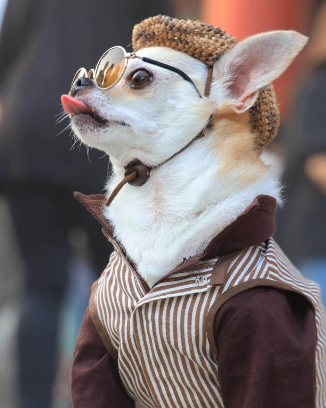 のインスタグラム：「そろそろ秋物着たいなあ  #dog#dogstagram#instadog#chihuahua#barkbox#mydogiscutest#buzzfeed#dog_features#fluffypack#barkpack#dogsofinstagram#犬#チワワ#手作り#handmade#着物#fashion#紋次郎一家#チーム茶#ふわもこ部#igersjp#peco犬部#dogfashion #whisky」