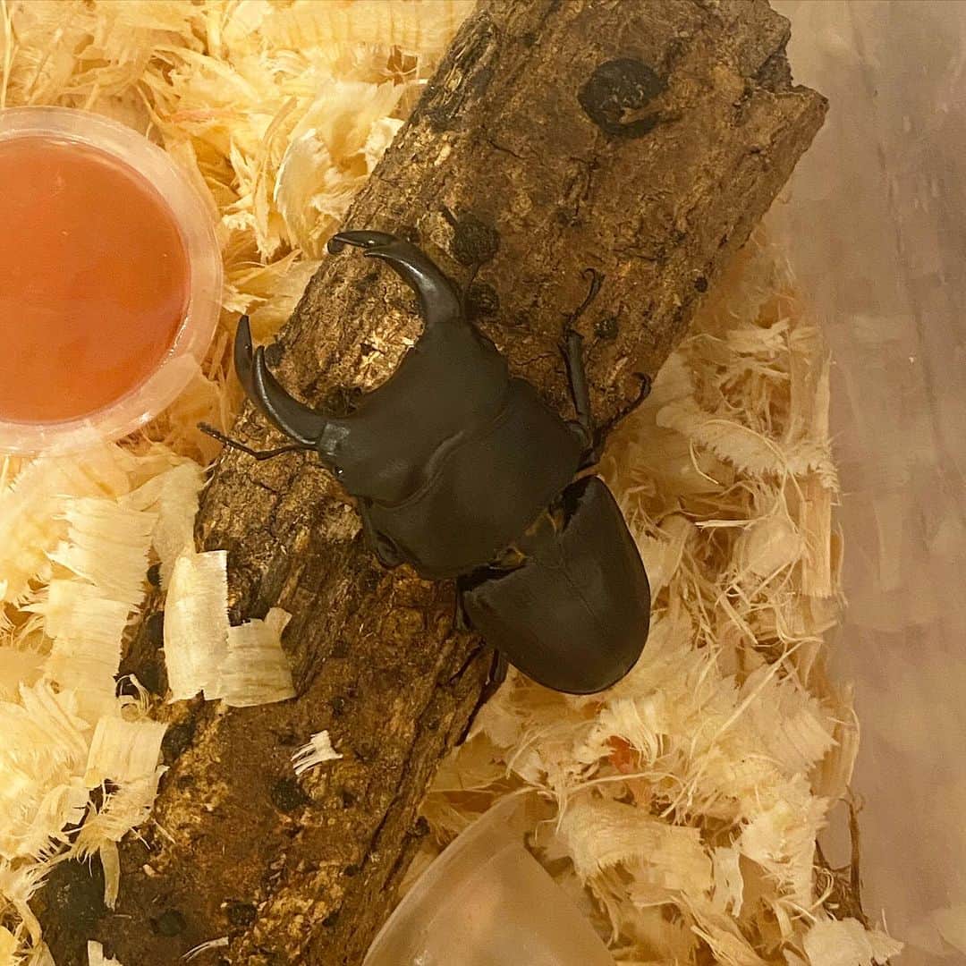 仁科仁美のインスタグラム：「男の子親あるある！！！ もう8年…やってますが…男の子の親を…。 虫などは、多分3.4年位かな…？  この辺の物は…どうしても慣れません。。。  でも、どーしても親がやらなくては死んでしまう。。。 はぁー今日もせっせとゼリーをあげて、長生きさせたいと思います♪」
