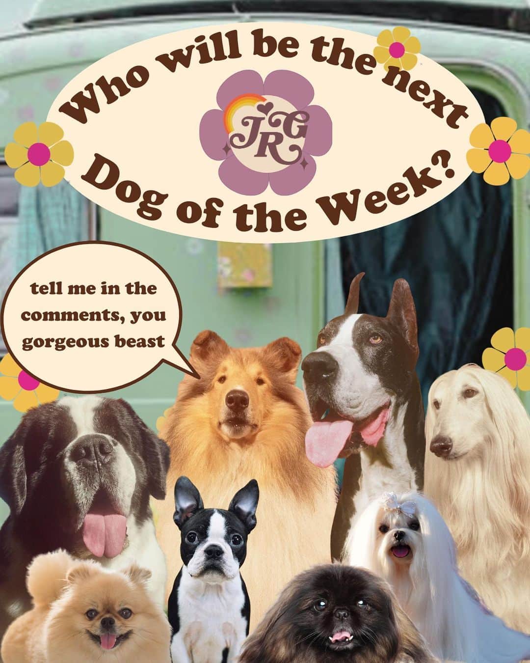 JessRonaGroomingさんのインスタグラム写真 - (JessRonaGroomingInstagram)「🎉The Dog of the Week is…🎉  The German Shepherd! Swipe to learn more about these beautiful brainiacs and comment who you want to see for next week’s DOTW 🐾✨  #germanshepherd #germanshepherds #germanshepherdpuppy #germanshepherdsofinstagram #shepherd #shepherds #shepherdsofinstagram #dogsofinstagram #dog #puppiesofinstagram #puppy #nickjonas #devpatel #sandrabullock #jafar #jessronagrooming」9月22日 23時00分 - jessronagrooming