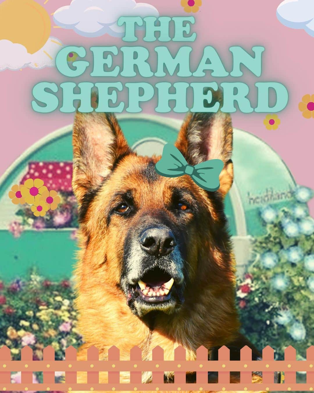 JessRonaGroomingさんのインスタグラム写真 - (JessRonaGroomingInstagram)「🎉The Dog of the Week is…🎉  The German Shepherd! Swipe to learn more about these beautiful brainiacs and comment who you want to see for next week’s DOTW 🐾✨  #germanshepherd #germanshepherds #germanshepherdpuppy #germanshepherdsofinstagram #shepherd #shepherds #shepherdsofinstagram #dogsofinstagram #dog #puppiesofinstagram #puppy #nickjonas #devpatel #sandrabullock #jafar #jessronagrooming」9月22日 23時00分 - jessronagrooming