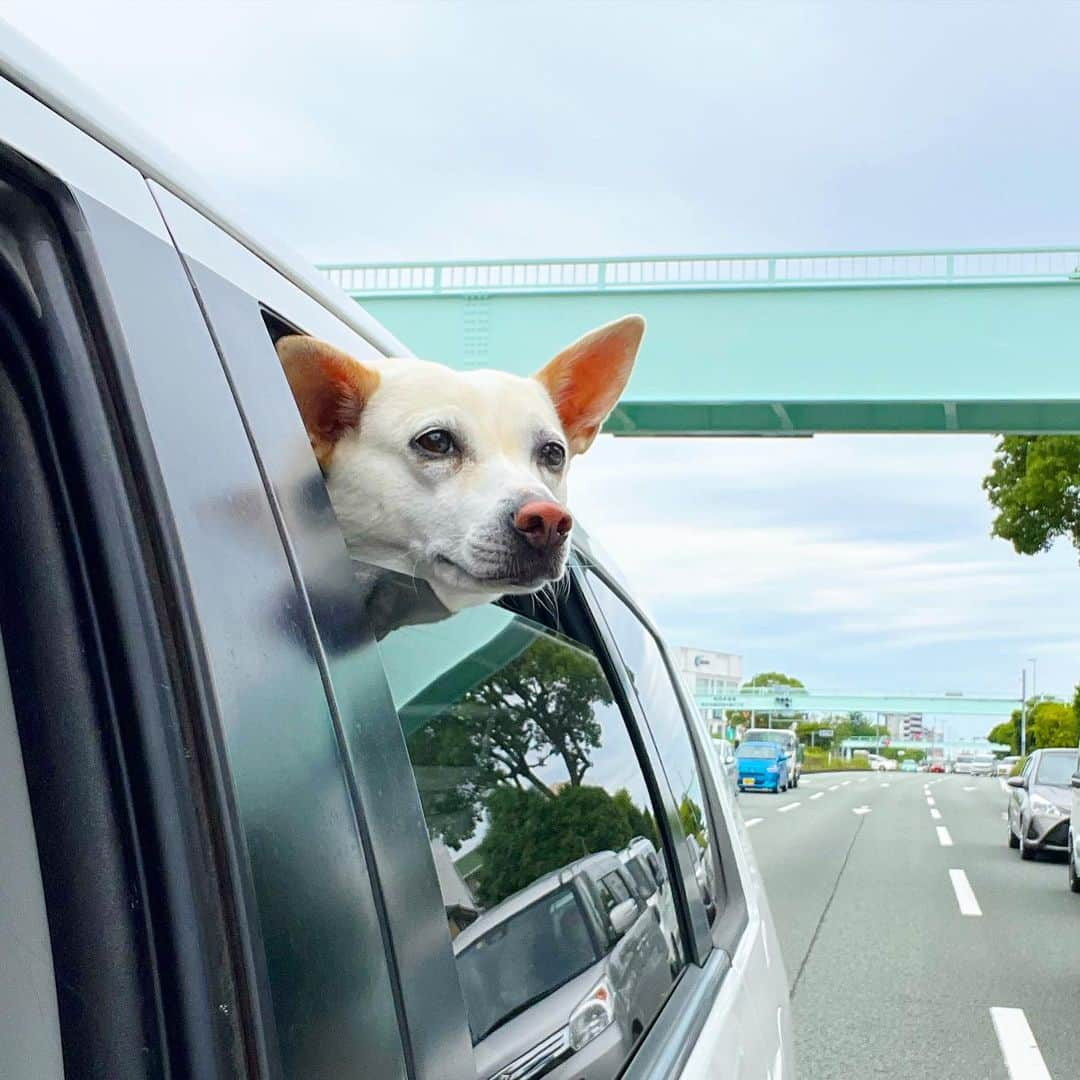 柴犬ハル&保護犬すずのインスタグラム：「🚗 . あと10日で、 また阿蘇へ旅行いきます⛰️ いつもの #御宿小笠原　へ♨️ . #よく行ってるからPRですかってDM頂くのですが #PRでは無く普通におとーしゃーんが支払ってます🤣💸 #阿蘇の天気どうなんだろー少しは寒いのかなー #暑いのにもう飽きたよー🥹 . ※昨日のインスタライブ ありがとうございました🙇‍♀️ . #柴犬#柴#kagoshima#dog#puppy#shibainu#shibastagram#いぬバカ部#鹿児島#赤柴#ねこ#猫#雑種#天文館#保護犬を家族に#保護犬#阿蘇#旅行#温泉#熊本」