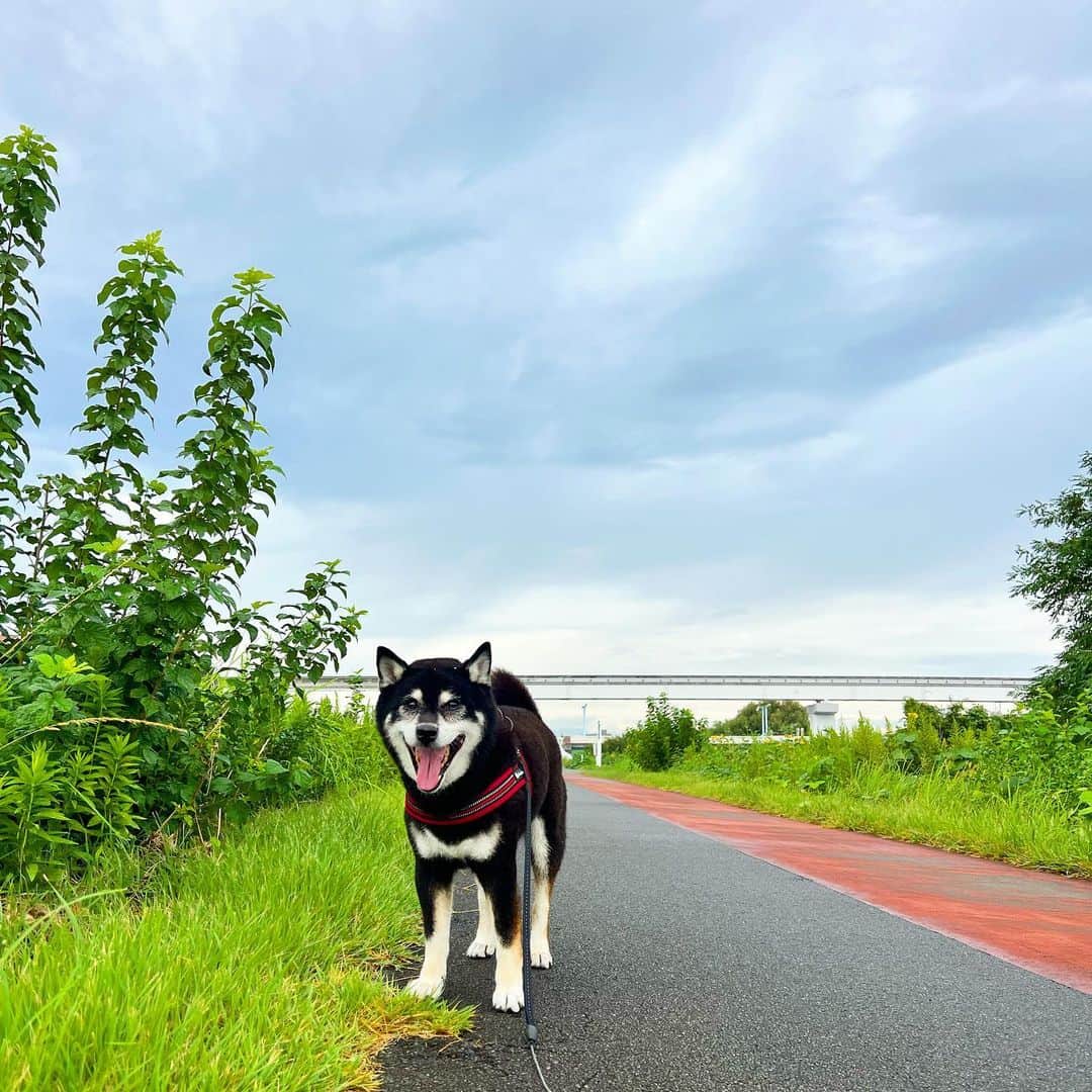 のインスタグラム：「雨降って季節が進む。  #ししまる爺さん  #今朝まる #ししまる #dog #dogs #柴犬 #黒柴」