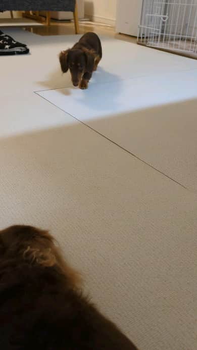 くるみんのインスタグラム：「* そろりそろり〜 からの、Fight！  #カニンヘンダックスフント #カニンヘンダックス多頭飼い #カニンヘンダックスの日常 #カニンヘンダックス #カニンヘン #カニンヘンチョコタン #カニンヘンダックスチョコタン #カニンヘンの会 #カニンヘンダックスフンド #チョコタンダックスフント #チョコタンダックスフンド #チョコタンダックス #チョコタン #ダックス多頭飼い #ダックスフントカニンヘン #ダックスフント #ダックスフンドチョコタン #ダックスフンドカニンヘン #ダックス部 #ダックス #ダックスフンド #ダックスの日常 #ダックス短足部 #いぬバカ部 #いぬすたぐらむ #短足部 #dachshund #dachs #dogstagram #dog」