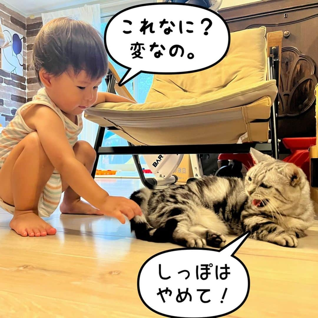 滝川ロランさんのインスタグラム写真 - (滝川ロランInstagram)「写真漫画。 しつこい男は嫌われる編。  #猫との暮らし  #猫と息子 #写真漫画 #学習能力ゼロ」9月22日 11時35分 - laurenttakigawa