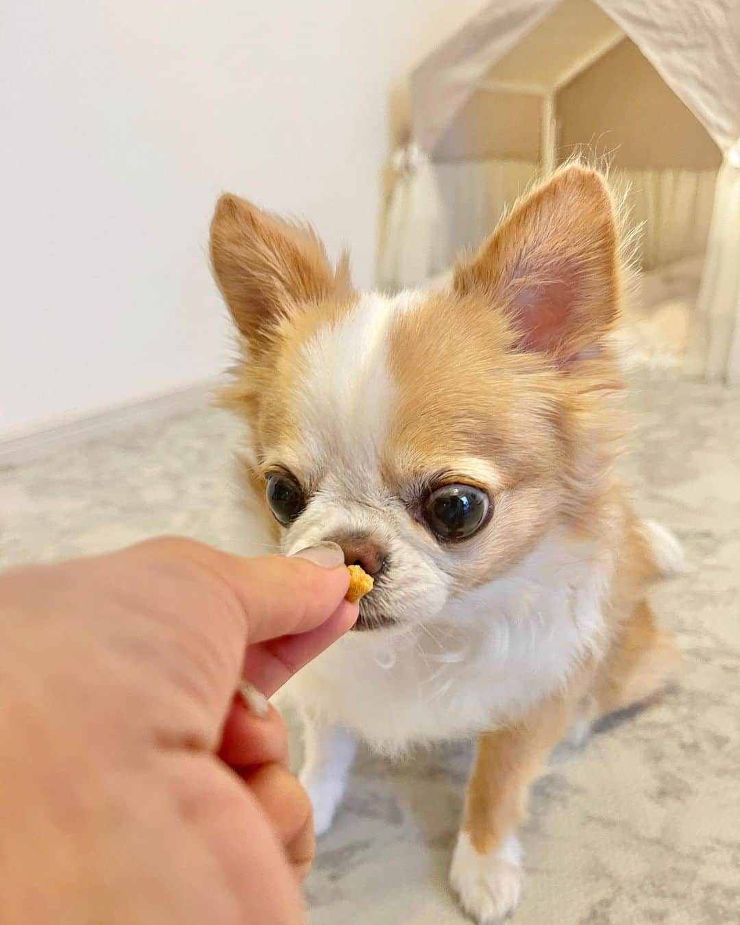 玉ねぎ戦士さんのインスタグラム写真 - (玉ねぎ戦士Instagram)「⁑  おやつでエイジングケア？！🍪 ワンちゃん用おやつ『OIDE-オイデ』をお試ししてみました🐶 タラオももう10歳。お爺と呼ばれる年齢になってきたのでエイジングケアの必要性を感じてます。 若いうちからの予防ケアももちろん大事🐻‍❄️ ・ ※OIDEに豊富に含まれる特長的な成分  ⭐️羊膜・プラセンタ 「羊膜と胎盤には成長因子、アミノ酸が豊富に含まれてます♡皮膚、被毛、肝臓、骨等の健康維持をサポート」  ⭐️タウリン 「犬の心臓🫀肝臓、腎臓、血圧等の健康維持をサポートする、犬にとって必要不可欠な栄養素」  ⭐️乳酸菌 「腸内環境を整えて、体重増加や内臓脂肪蓄積の抑制や、免疫力をサポート」  ★特に羊膜に含まれる成分「GDF-11」はハーバード大学で研究発表された、今大注目のエイジングケア因子だそうです。 🦴骨や筋肉の成長、コラーゲンの増殖などをサポート  ⁑ 安全性ももちろん大クリア🙆‍♀️ 各専門業者による安全検査をクリアした製品のみ使用・出荷しています✨  ⁑ ・サイズ感も小さくてあげやすく、丸呑みしちゃう子でも大丈夫そう。  ・しっかり水分を含んだセミモイストタイプでカリカリ苦手な子でもOK。  ・鶏肉の良い香りもして食感もお肉に近い為、嗜好性が高くてあげやすいのもポイント。  ⁑ 本日からMaukuakeでの先行販売が開始になるそうなので、ストーリーズのリンクで確認してみてください！ ・ ・ タラフグもバクバク食べてくれたので美味しかったみたい😋 これからも続けてみます✨  @oide.for.dog #OIDE #オイデ #Makuake #マクアケ #応援購入 #犬のおやつ #エイジングケアおやつ #pr」9月22日 12時33分 - licca_tarao_0311