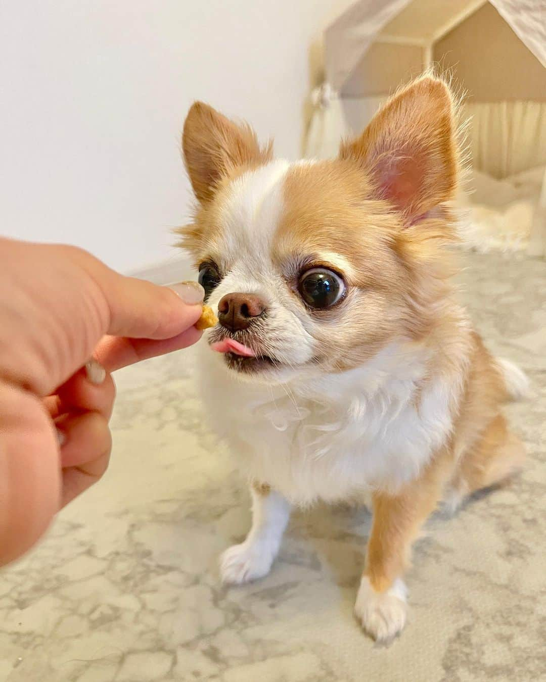 玉ねぎ戦士のインスタグラム：「⁑  おやつでエイジングケア？！🍪 ワンちゃん用おやつ『OIDE-オイデ』をお試ししてみました🐶 タラオももう10歳。お爺と呼ばれる年齢になってきたのでエイジングケアの必要性を感じてます。 若いうちからの予防ケアももちろん大事🐻‍❄️ ・ ※OIDEに豊富に含まれる特長的な成分  ⭐️羊膜・プラセンタ 「羊膜と胎盤には成長因子、アミノ酸が豊富に含まれてます♡皮膚、被毛、肝臓、骨等の健康維持をサポート」  ⭐️タウリン 「犬の心臓🫀肝臓、腎臓、血圧等の健康維持をサポートする、犬にとって必要不可欠な栄養素」  ⭐️乳酸菌 「腸内環境を整えて、体重増加や内臓脂肪蓄積の抑制や、免疫力をサポート」  ★特に羊膜に含まれる成分「GDF-11」はハーバード大学で研究発表された、今大注目のエイジングケア因子だそうです。 🦴骨や筋肉の成長、コラーゲンの増殖などをサポート  ⁑ 安全性ももちろん大クリア🙆‍♀️ 各専門業者による安全検査をクリアした製品のみ使用・出荷しています✨  ⁑ ・サイズ感も小さくてあげやすく、丸呑みしちゃう子でも大丈夫そう。  ・しっかり水分を含んだセミモイストタイプでカリカリ苦手な子でもOK。  ・鶏肉の良い香りもして食感もお肉に近い為、嗜好性が高くてあげやすいのもポイント。  ⁑ 本日からMaukuakeでの先行販売が開始になるそうなので、ストーリーズのリンクで確認してみてください！ ・ ・ タラフグもバクバク食べてくれたので美味しかったみたい😋 これからも続けてみます✨  @oide.for.dog #OIDE #オイデ #Makuake #マクアケ #応援購入 #犬のおやつ #エイジングケアおやつ #pr」