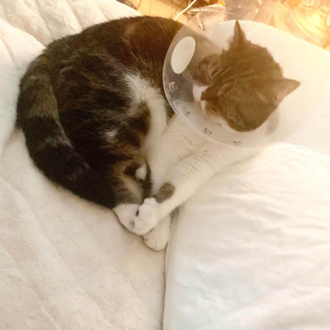 大宮エリーさんのインスタグラム写真 - (大宮エリーInstagram)「きなこです 目が治らなくてね、、  添い寝してくれるのは きなこです だっこはきらいなのに  またひらきがち  #猫 #猫のいる暮らし  #猫好きさんと繋がりたい」9月22日 12時47分 - ellie_omiya