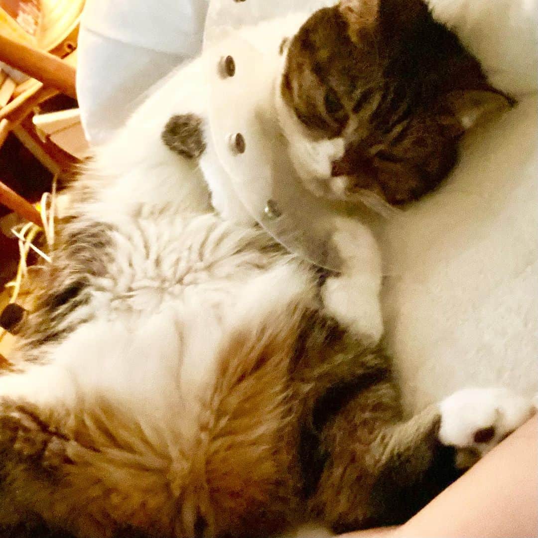 大宮エリーのインスタグラム：「きなこです 目が治らなくてね、、  添い寝してくれるのは きなこです だっこはきらいなのに  またひらきがち  #猫 #猫のいる暮らし  #猫好きさんと繋がりたい」